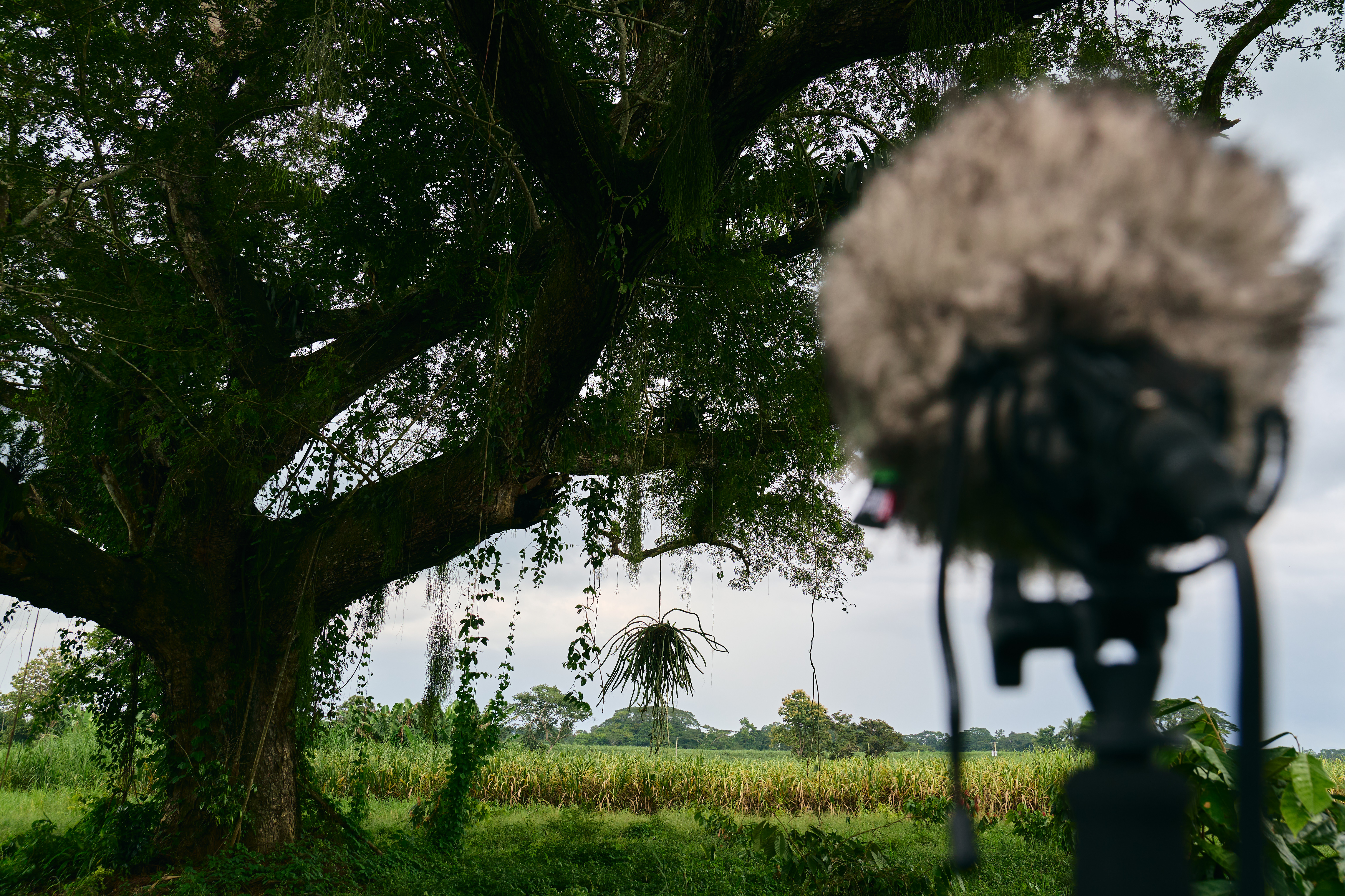 Windshielded mic framed against a large tree and cane field
